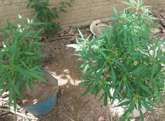 Polícia prende homem cultivando plantação de maconha em Ibaiti