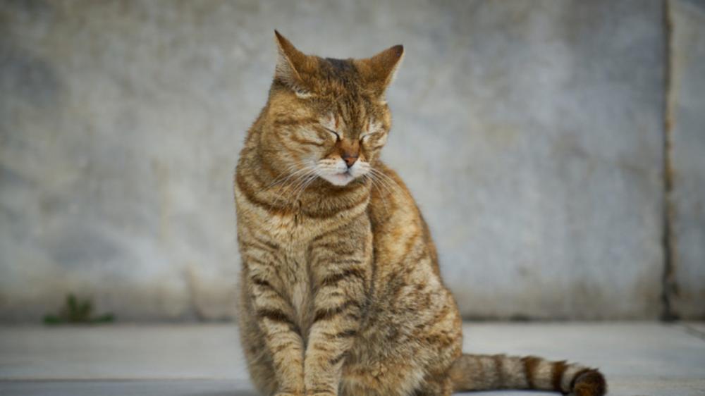 Gato desaparece e família recebe mensagem cobrando resgate pelo bichano