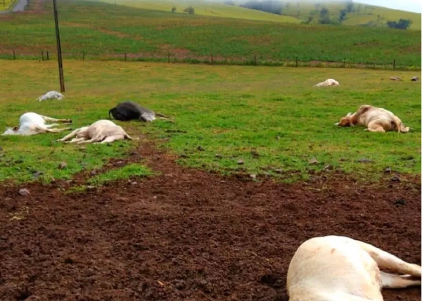 Raio mata 17 bezerros em propriedade do Norte Pioneiro