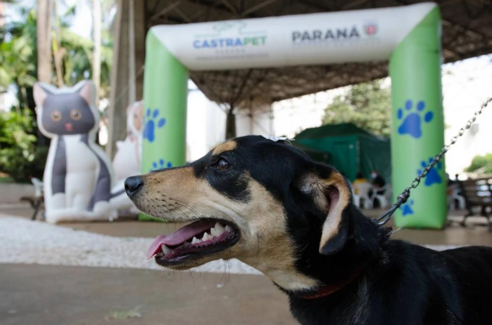CastraPet chega ao município de Wenceslau Braz em Outubro