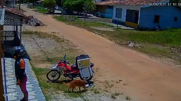 Vídeo: vira-lata caramelo ‘furta’ marmita e deixa entregador confuso