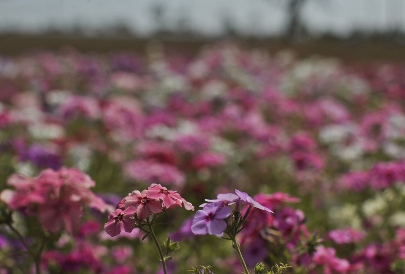 Inmet: primavera marca transição entre seca e chuva no centro do país