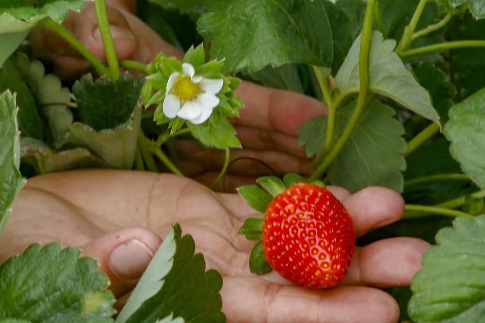 Qualidade do morango do Norte Pioneiro é reconhecida e abre novos mercados
