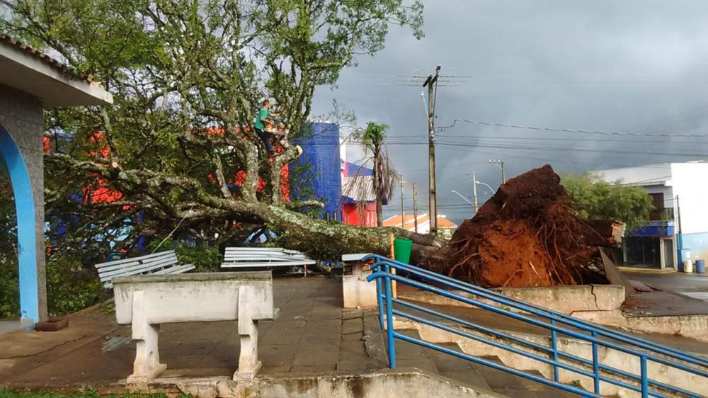 Tomba árvore histórica da capela mortuária de Wenceslau Braz 