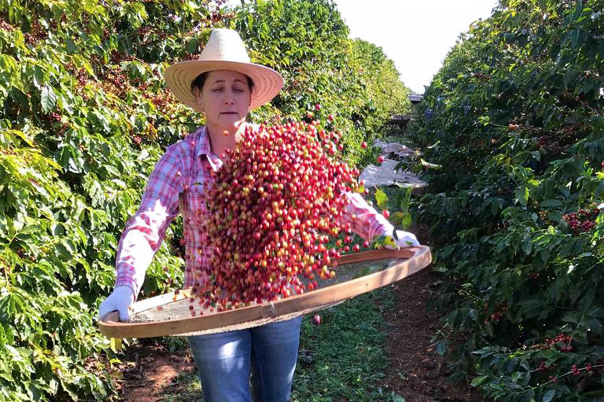 Goiaba e café do Norte Pioneiro entram em lista de proteção