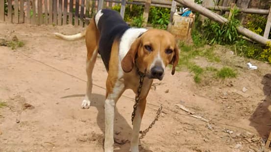 Família de W. Braz pede ajuda para encontrar cãozinho desaparecido 