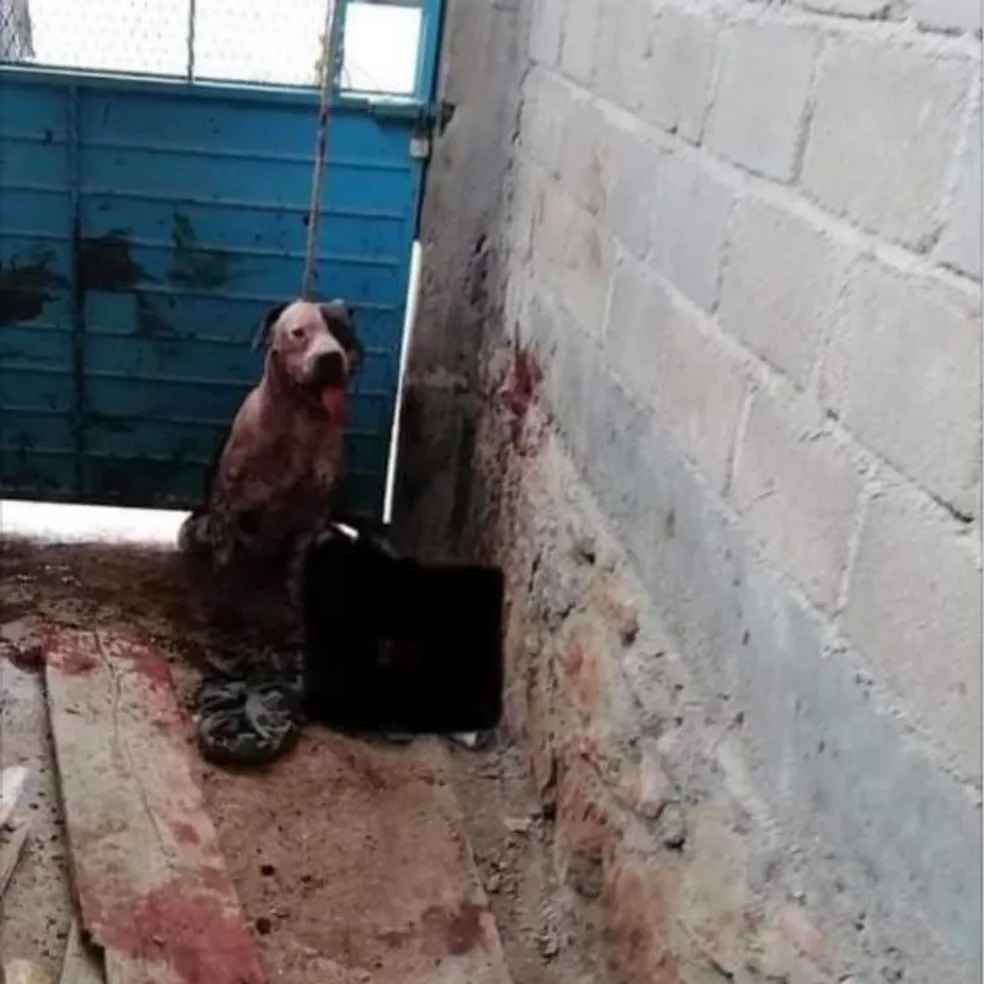 Família de assaltante atacado por Pit Bull pede que cachorro seja sacrificado