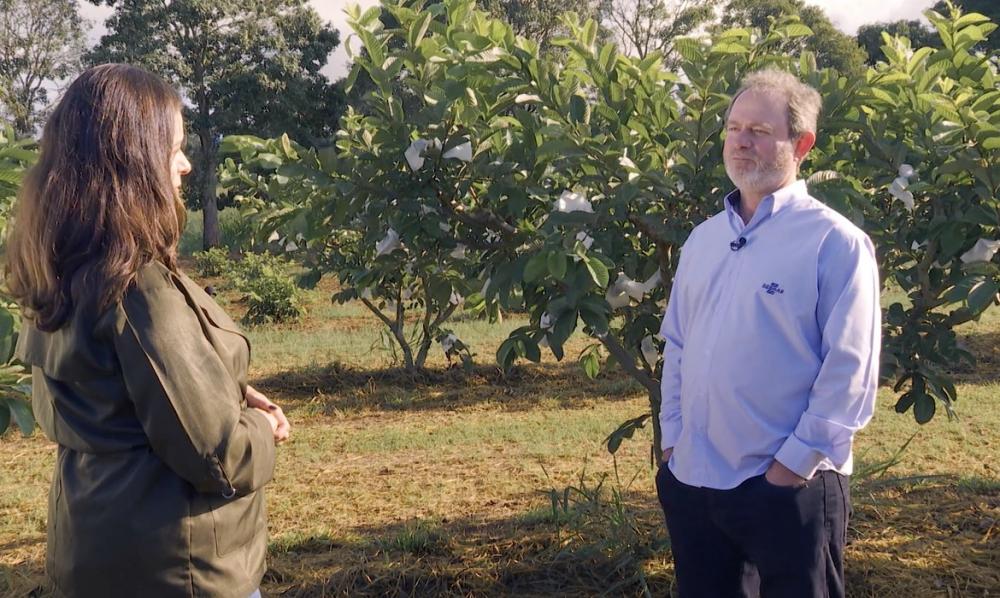  Caminhos da Reportagem mostra a goiaba do Norte Pioneiro que ganhou o mundo