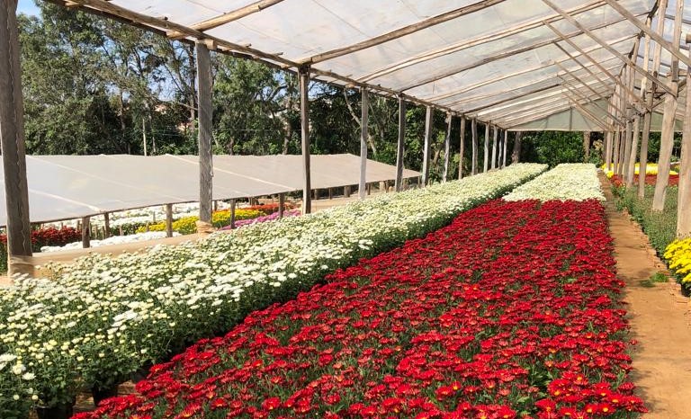 Conheça um pouco mais sobre o cultivo de flores no Norte Pioneiro