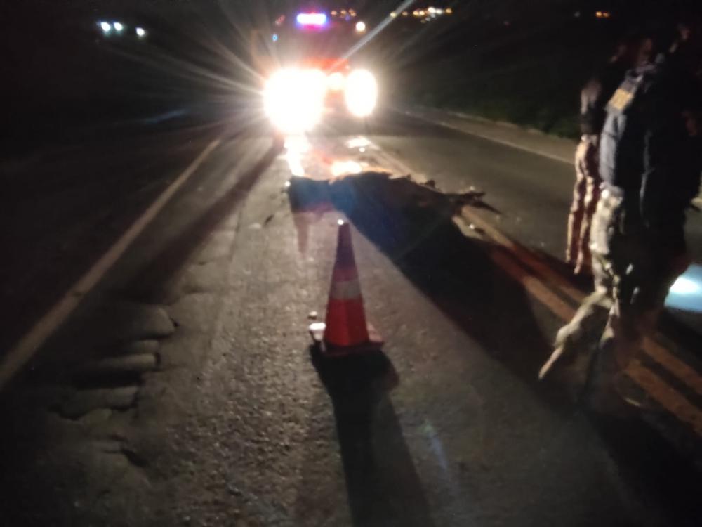 Cavalo solto na rodovia é atropelado e morre na BR-153