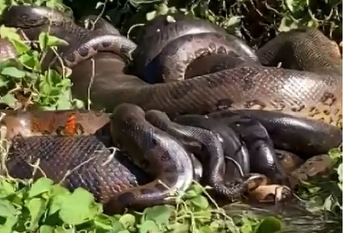 Casal encontra pelo menos 14 sucuris acasalando às margens do Rio Paraná