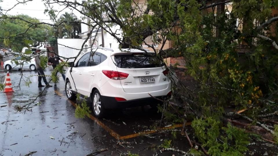 Ventos fortes derrubam árvores e assustam moradores de município da região