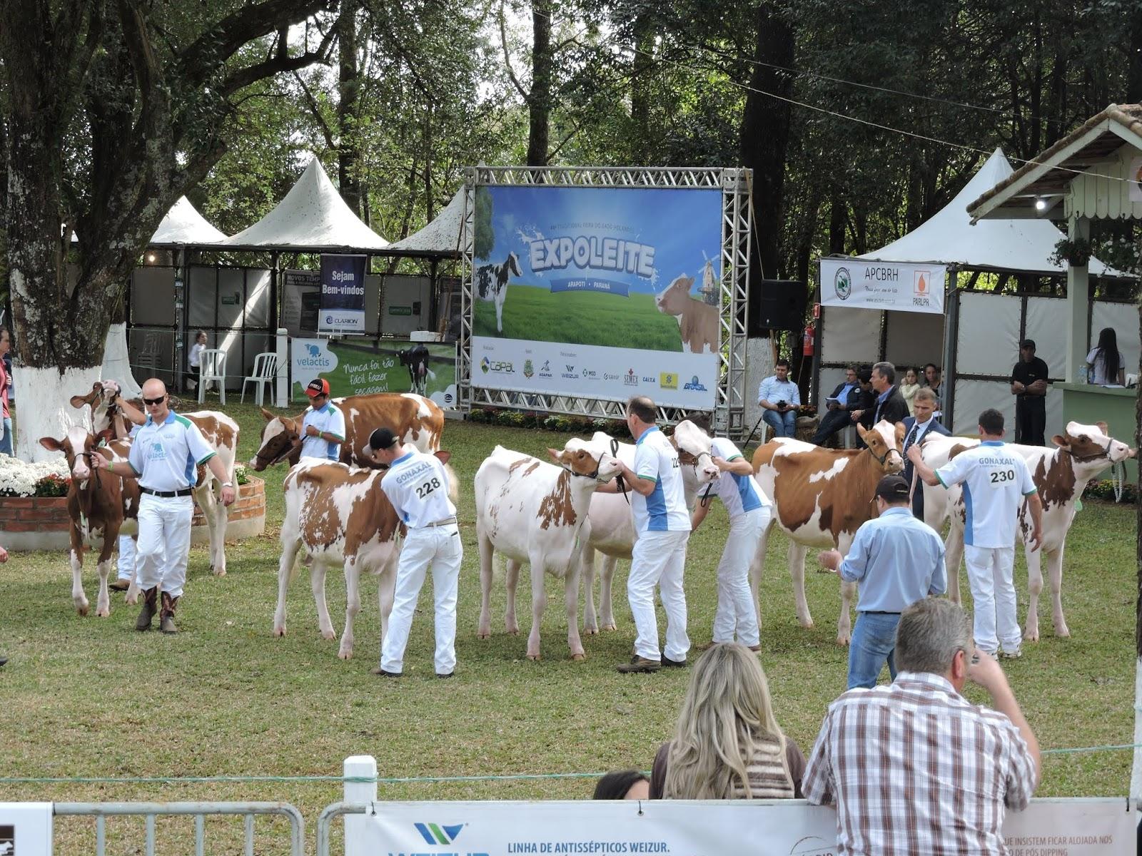 Produção leiteira da CAPAL tem média quatro vezes maior que a nacional