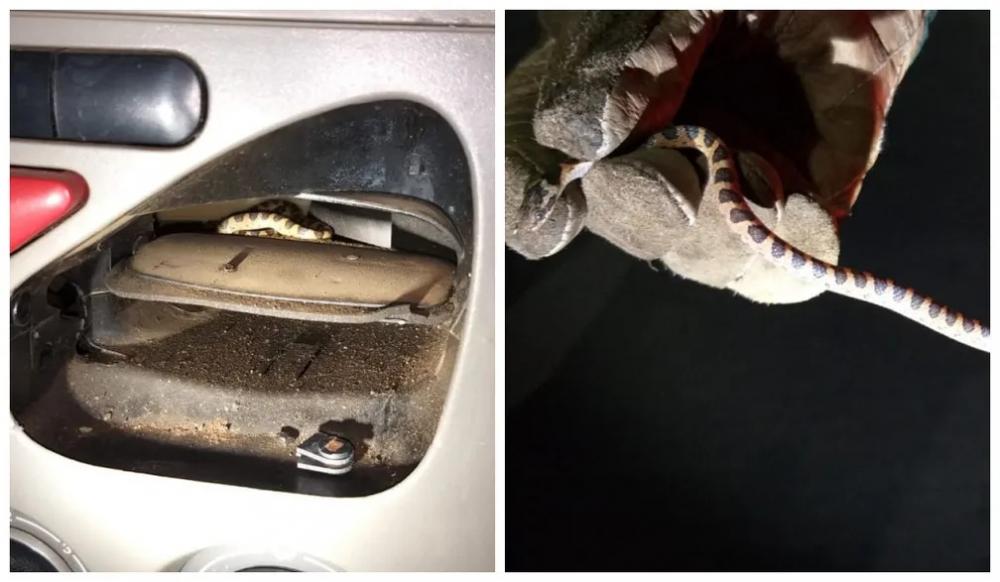 Cobra que estava no ar-condicionado morde passageira de carro