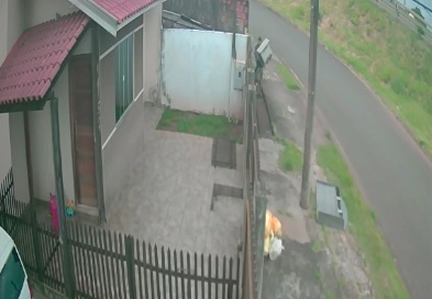 Câmera flagra dupla furtando casinha de cachorro em Arapoti