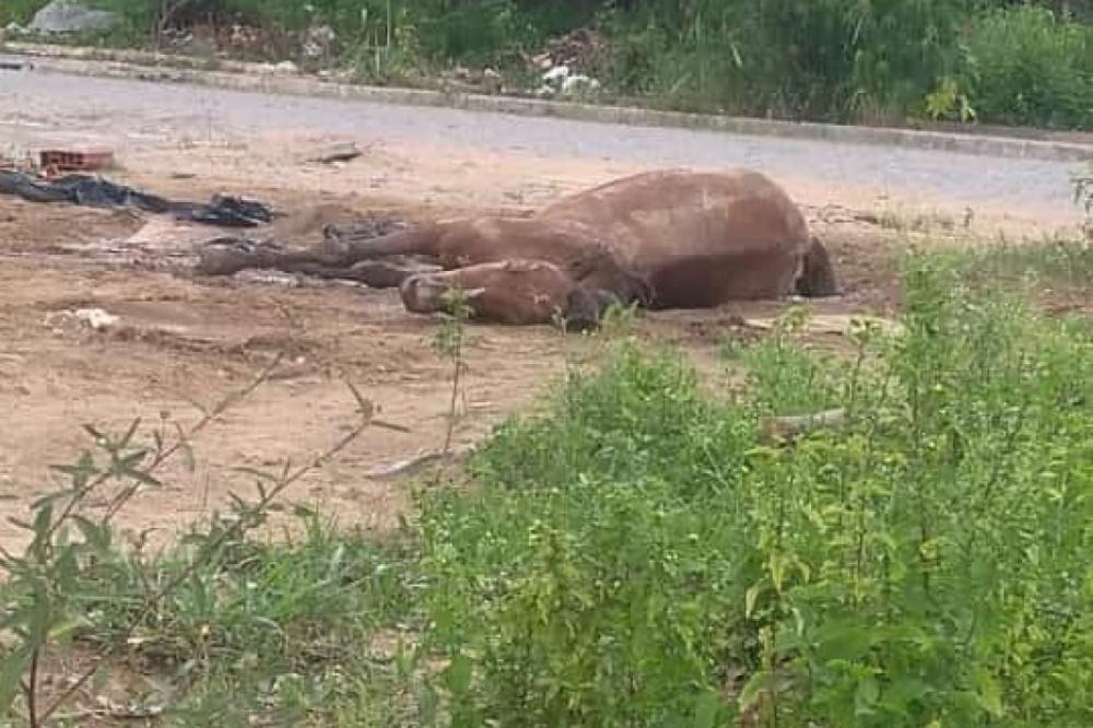 Criança abandona cavalo e animal morre em terreno baldio