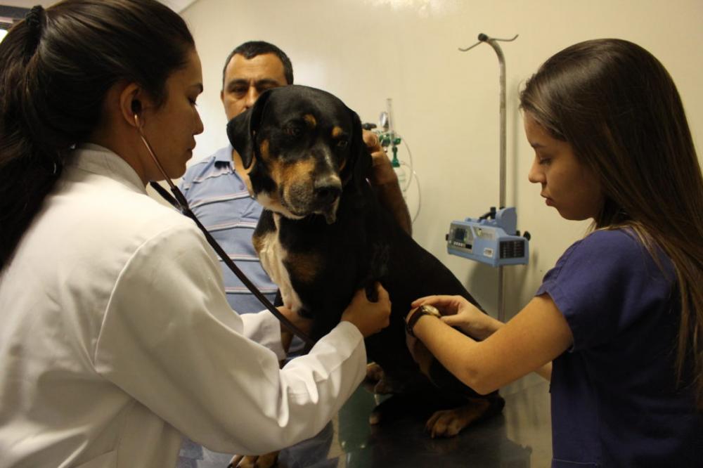UENP abre de processo seletivo para Residência em Medicina Veterinária