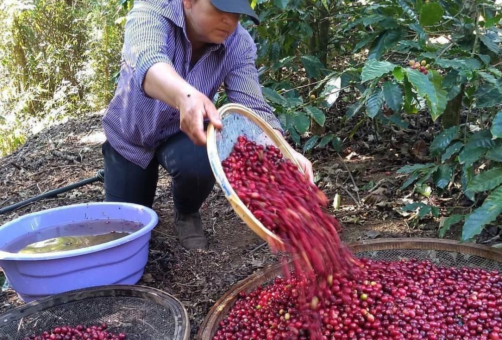 Mulheres do Café Norte Pioneiro ajudam o Paraná a tornar-se celeiro do café especial 