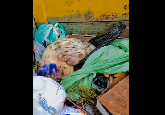 Coletores encontram cachorro morto em lixeira de Wenceslau Braz