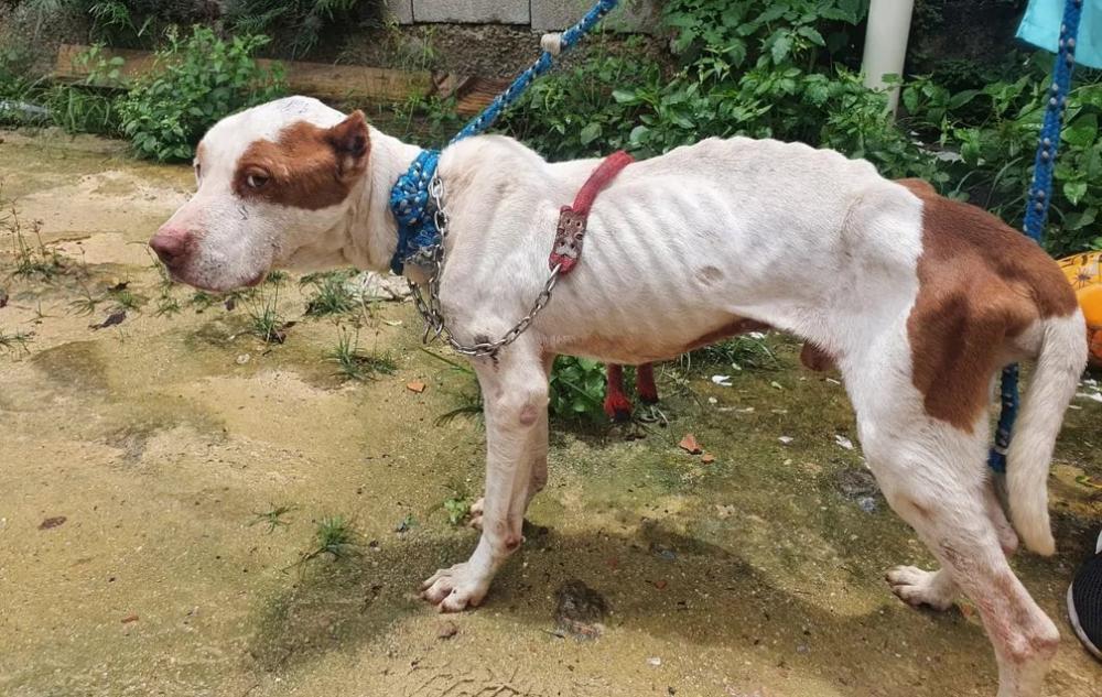 Mulher vai parar na delegacia após cachorro ser encontrado machucado e passando fome
