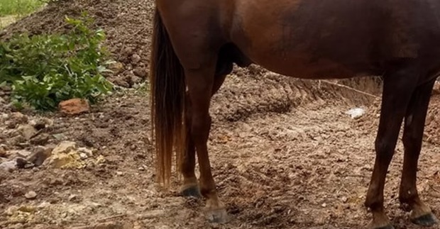 Homem leva coice de cavalo e morre em Jaguariaíva