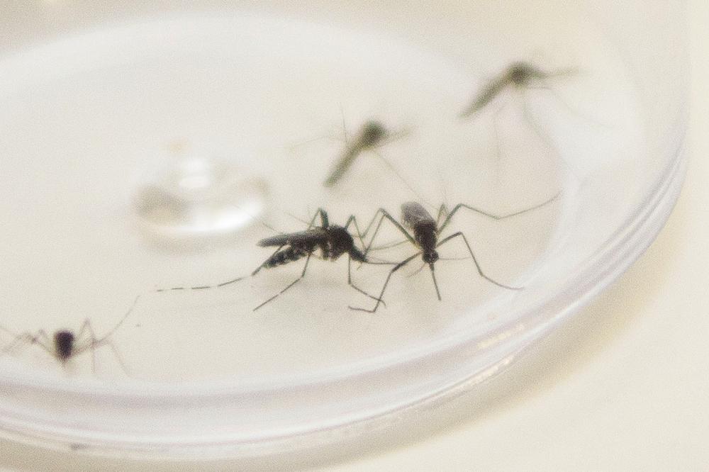 Surto de chikungunya coloca o Paraná em alerta para casos da doença
