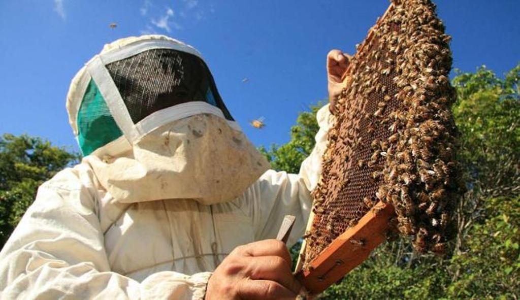Em 17 anos, produção de mel de abelha mais que dobra no Paraná
