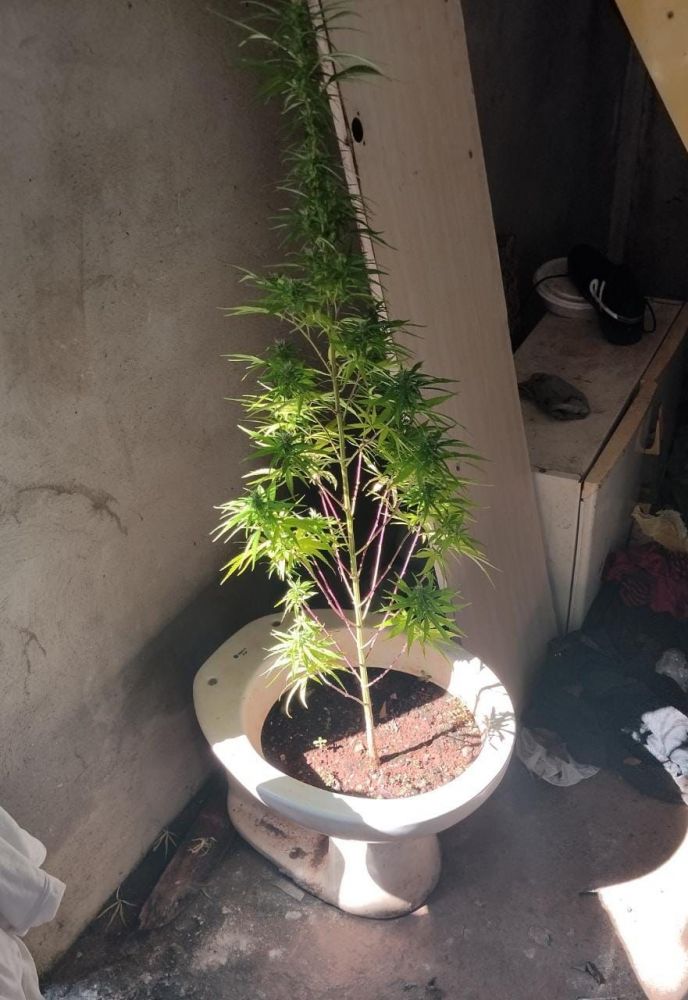Polícia encontra pé de maconha plantado em vaso sanitário