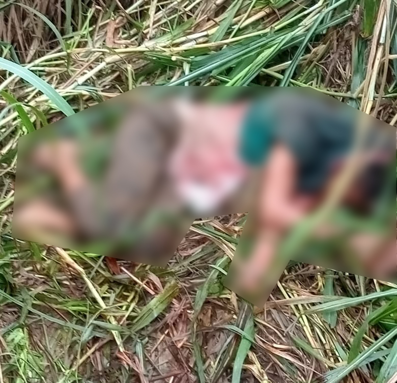 Corpo é encontrado no meio do mato em Jaguariaíva