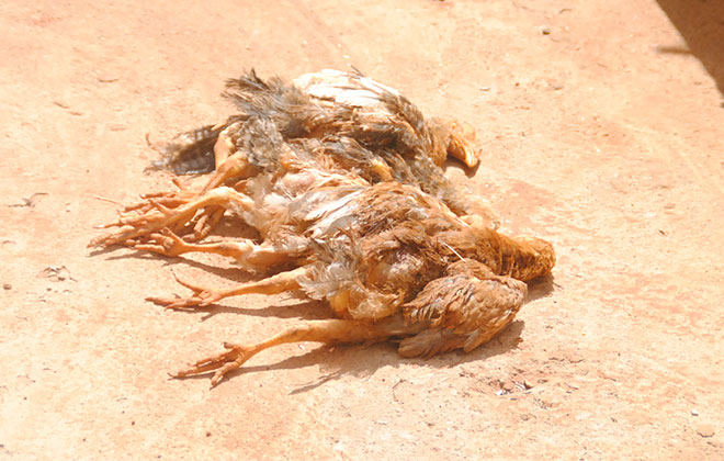 Morte de frango vira caso de polícia e mulher acaba presa