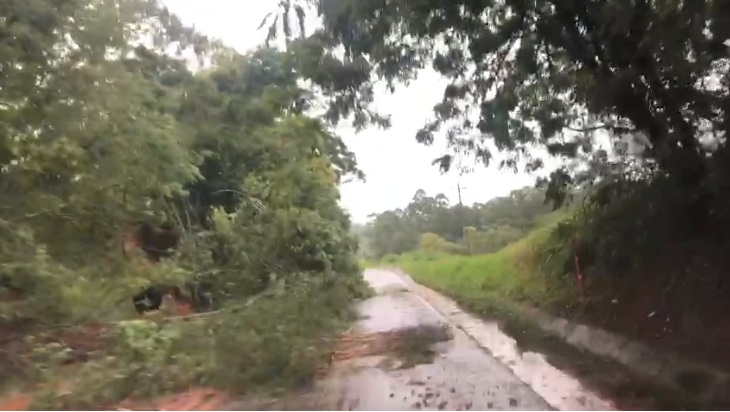 Chuva forte derruba árvores e bloqueia rodovia entre Santo Antônio e Ribeirão do Pinhal