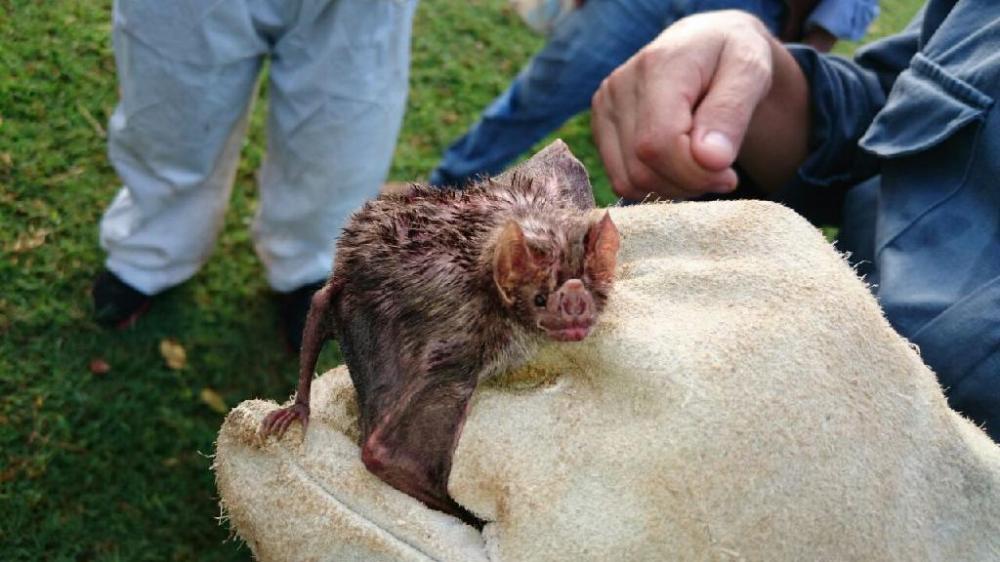 ADAPAR confirma caso de Raiva em Arapoti