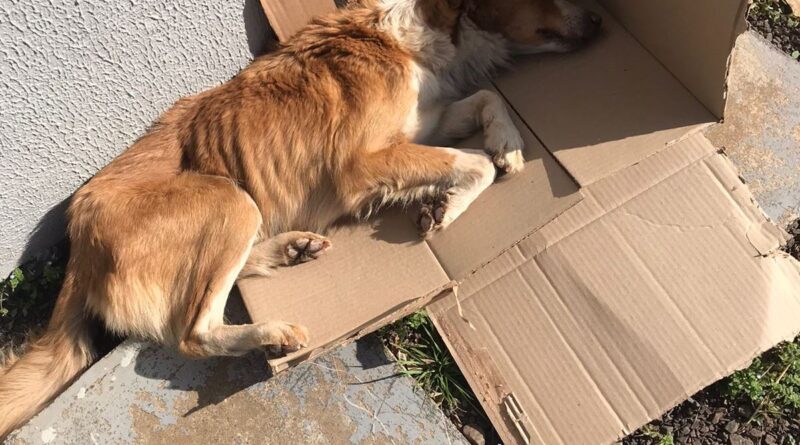 Homem é preso por espancar e maltratar cachorro