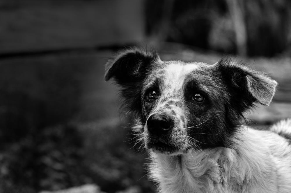 Ong pede ajuda para continuar salvando animais em Wenceslau Braz e região