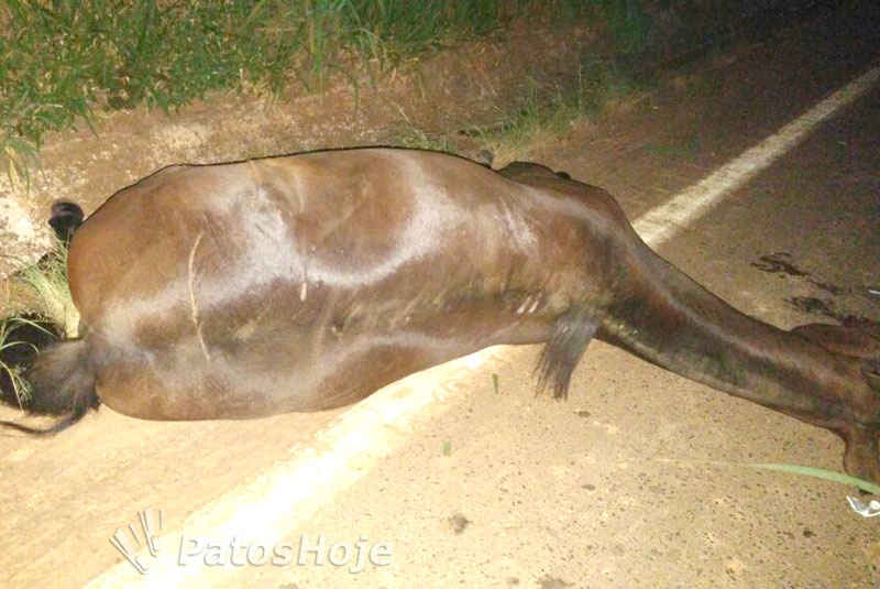 Jovem procura a PM após seu cavalo morrer atropelado