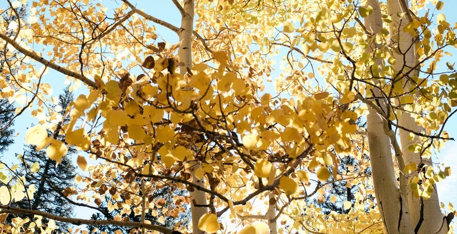 Outono: calor, chuva ou frio? Saiba como será a estação, que começa hoje