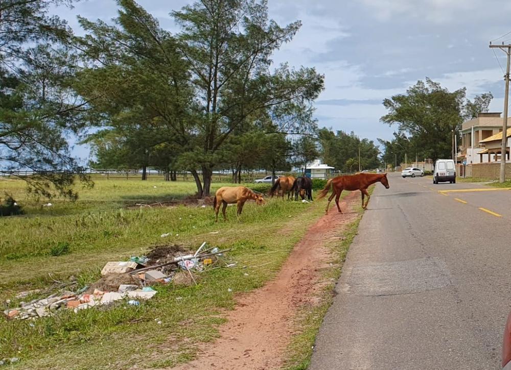 Prefeitura começa a apreender animais soltos em ruas e rodovias de Jaguariaíva