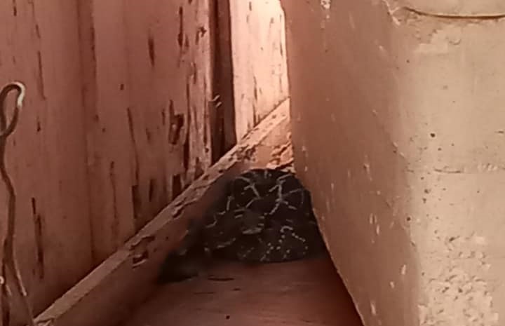 Defesa Civil é acionada para retirar cascavel e ouriço em casas de Siqueira Campos