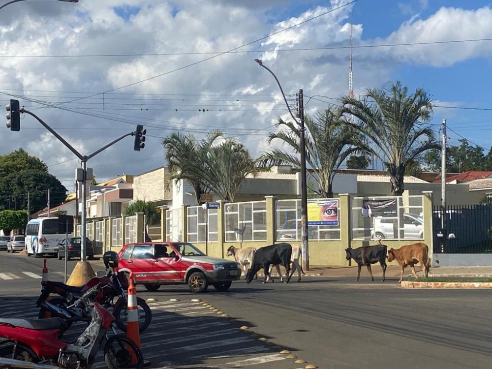 Vacas invadem o Centro de Wenceslau Braz