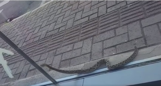 Cobra é flagrada em frente a loja no Centro de Jaguariaíva