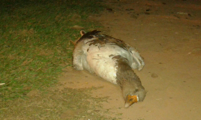 Homem foge após dar tiros e matar um ganso em Santo Antônio da Platina