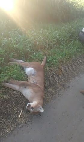 Onça é encontrada morta na PR-092 próximo a cidade de Wenceslau Braz