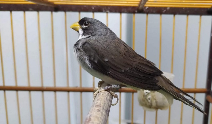 Passarinho chama a atenção e Rotam prende dupla com grande quantidade de drogas