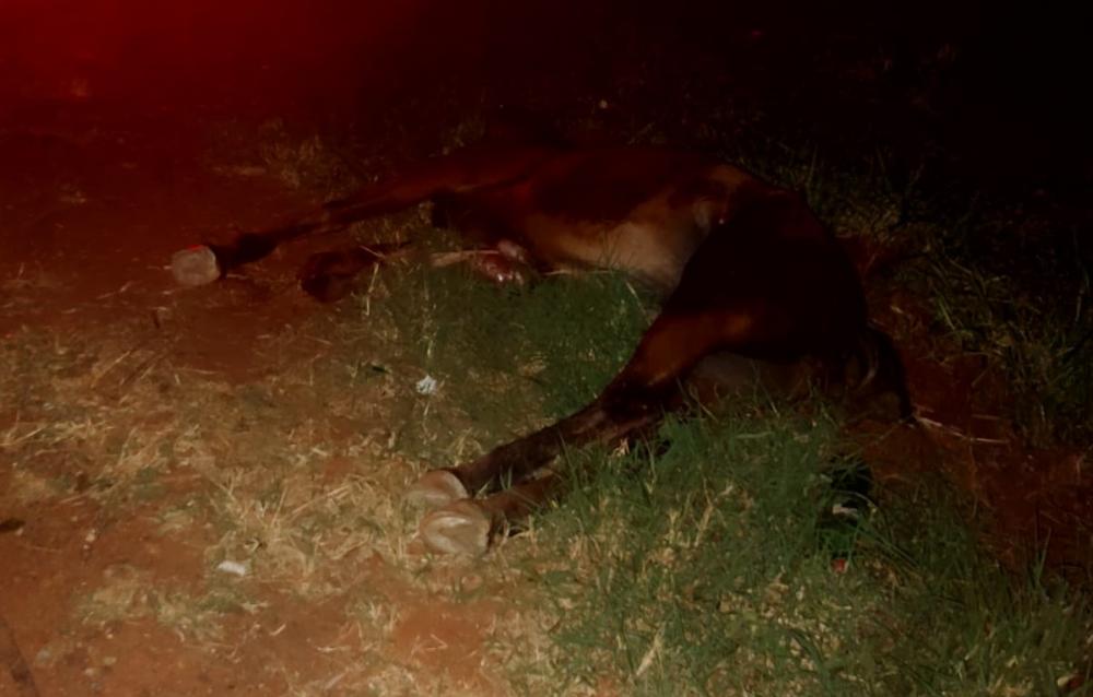 Homem fica ferido e cavalo morre em acidente na PR-218