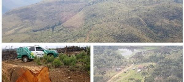 Fiscalização no Paraná encontra 618 hectares de desmatamento