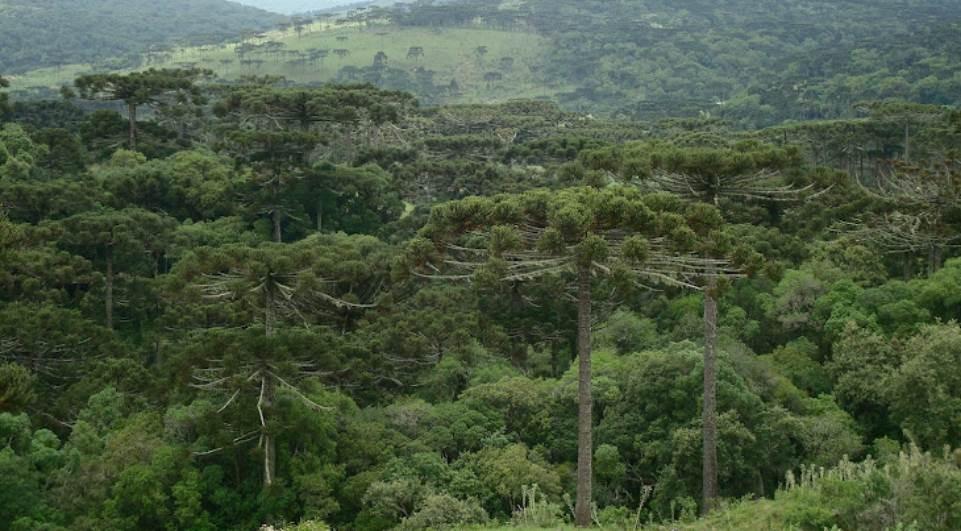 Paraná tem mais de 30% do território com remanescentes de vegetação nativa