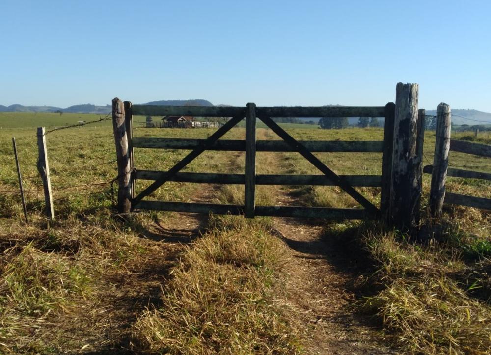 Quase 40 cabeças de gado são furtadas em fazenda da região