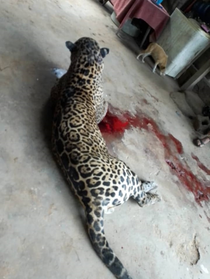 Imagens de homem atacado por onça no Norte Pioneiro causam alvoroço nas redes sociais