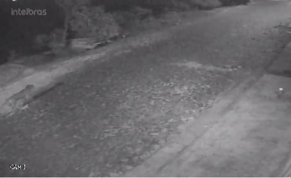 Doguinho caramelo é confundido com onça e vídeo viralisa em Wenceslau Braz