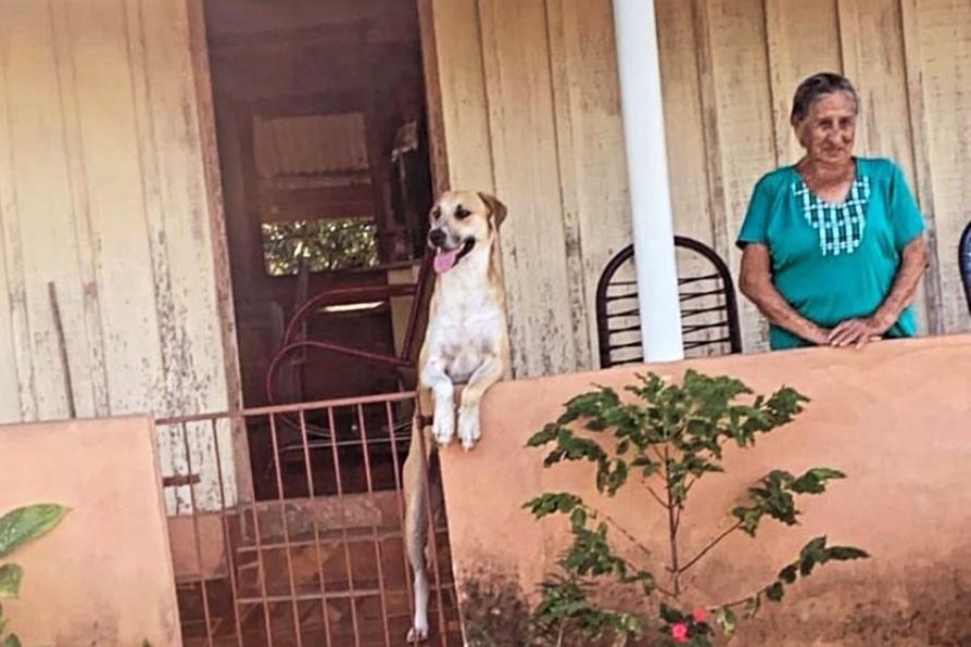 Idosa agredida durante assalto em Japira não resiste e morre